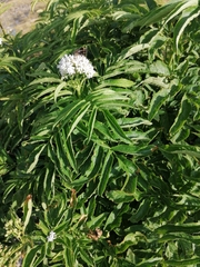 Sambucus ebulus