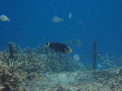 Novaculichthys taeniourus