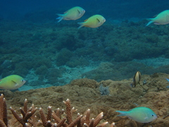Chromis viridis