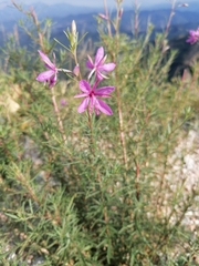 Chamaenerion dodonaei