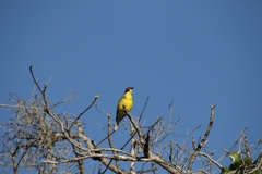 Sphecotheres vieilloti