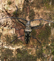 Batocera wallacei