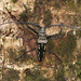 Wallace's Long-horn Beetle - Photo no rights reserved, uploaded by Philipp Hoenle