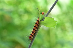 Nyctemera lacticinia