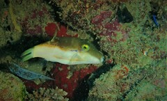 Canthigaster smithae