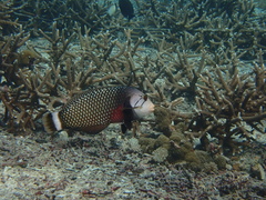 Novaculichthys taeniourus