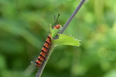 Nyctemera lacticinia