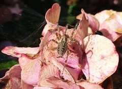 Allagelena gracilens
