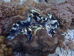 Tridacna