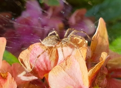 Allagelena gracilens