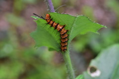 Nyctemera lacticinia