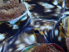 Tridacna