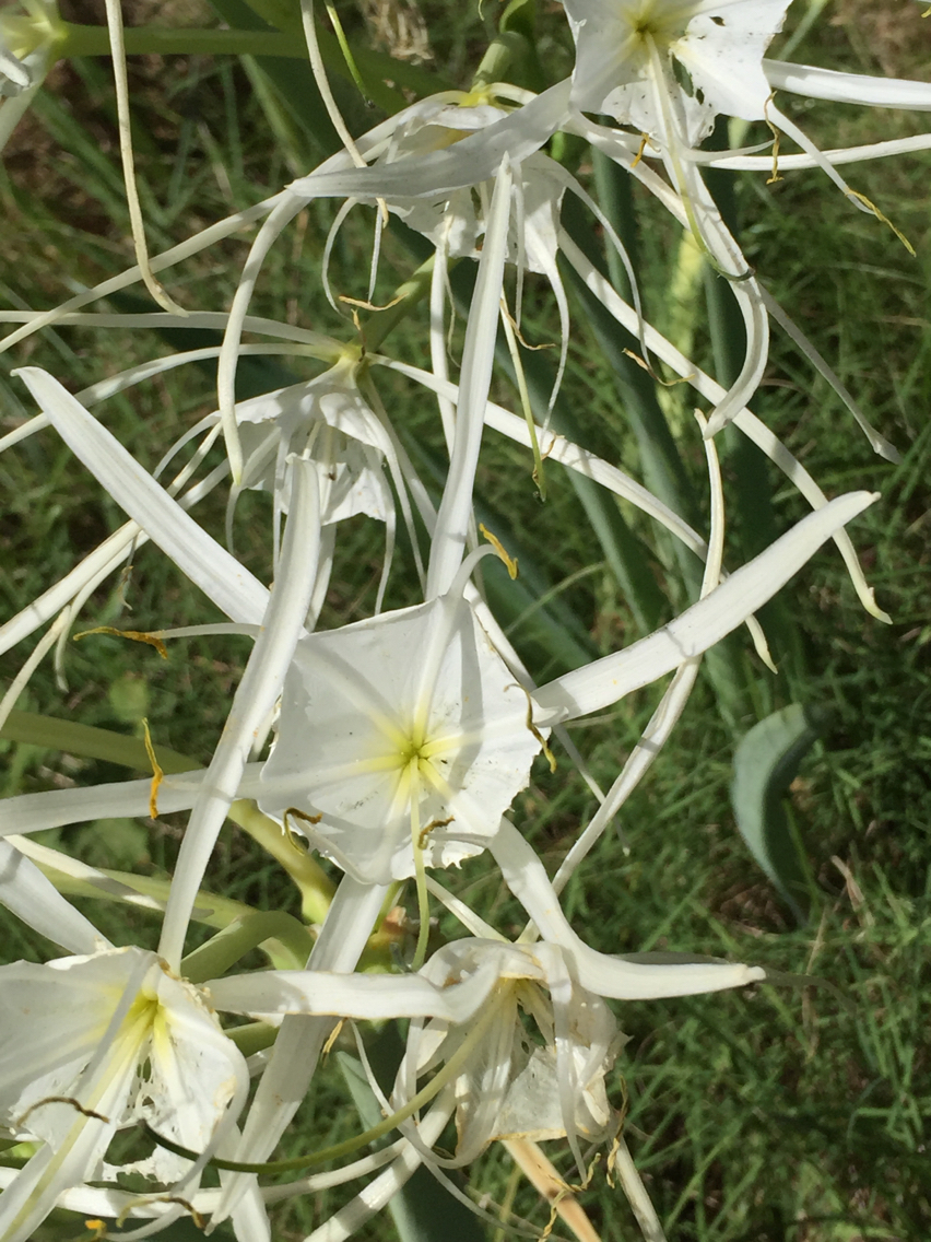 Hymenocallis occidentalis