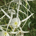 Hymenocallis occidentalis - Photo (c) Lynn Michael,  זכויות יוצרים חלקיות (CC BY-NC), uploaded by Lynn Michael