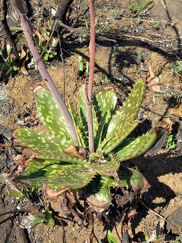 Aloe maculata subsp. maculata image