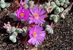 Braunsia maximilianii