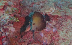 Canthigaster petersii