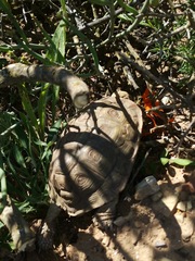 Homopus areolatus