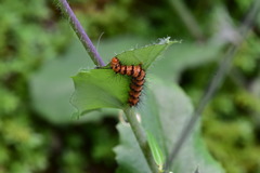 Nyctemera lacticinia