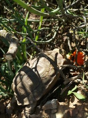 Homopus areolatus