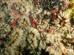 Rhodactis