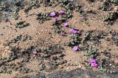 Braunsia maximilianii