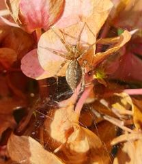 Allagelena gracilens