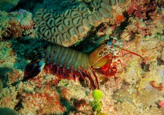 Odontodactylus scyllarus