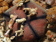 Culcita novaeguineae