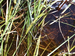 Dolomedes fimbriatus