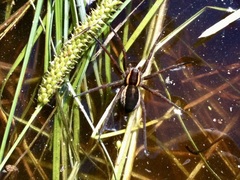 Dolomedes fimbriatus