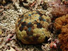 Culcita novaeguineae