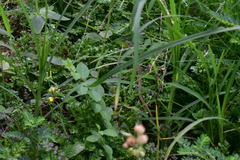 Takydromus viridipunctatus