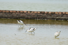 Recurvirostra avosetta