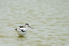 Recurvirostra avosetta