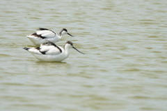 Recurvirostra avosetta