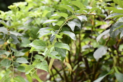 Maclura tricuspidata