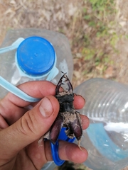 Lucanus cervus