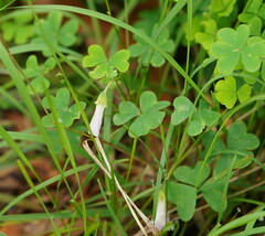 Oxalis incarnata