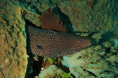 Gymnothorax meleagris