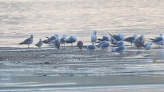 Larus fuscus barabensis