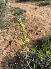 Bulbine