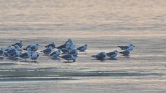 Larus fuscus barabensis