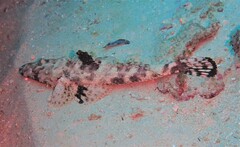 Papilloculiceps longiceps