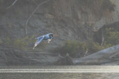 Ichthyaetus ichthyaetus