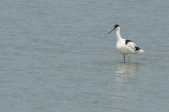 Recurvirostra avosetta