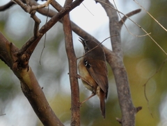 Sericornis frontalis