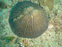 Fungia fungites