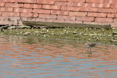 Calidris subminuta