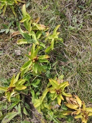 Gentiana cruciata